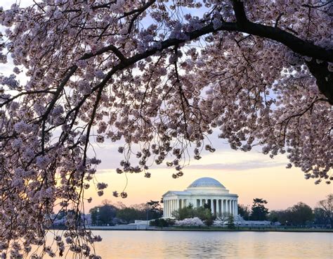 Photos of Cherry Blossoms in Washington, DC, Pictures of Cherry Trees ...