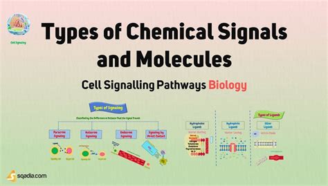 Cell Signalling Pathways Biology - Types of Cell Signals and Molecules