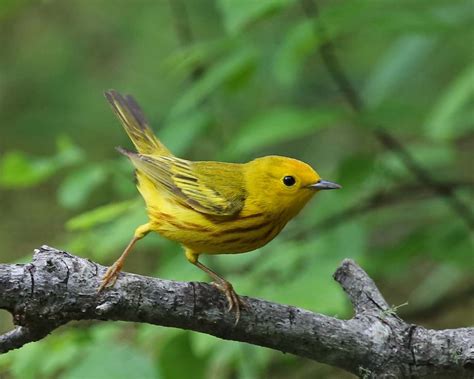 Pictures and information on Yellow Warbler