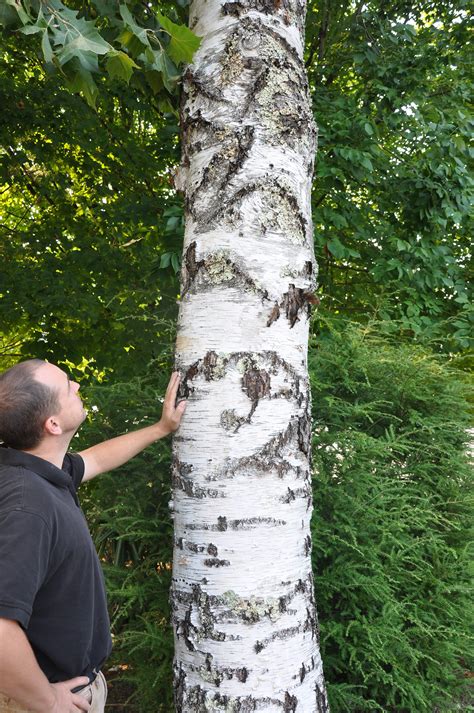 White Birch Bark Laminate Wall Paneling | Bark House