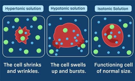 Isotonic Cell