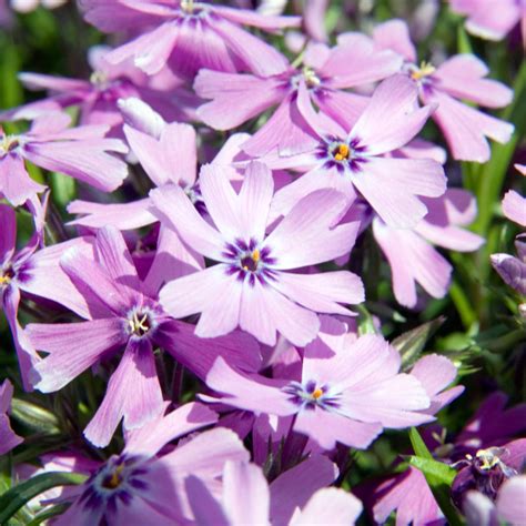 Phlox, Purple Beauty Qt – Greenwood Creek Nursery