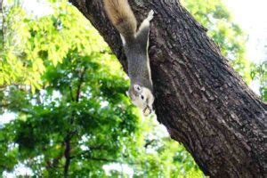 Squirrels Climbing Trees: How Do Squirrels Climb?