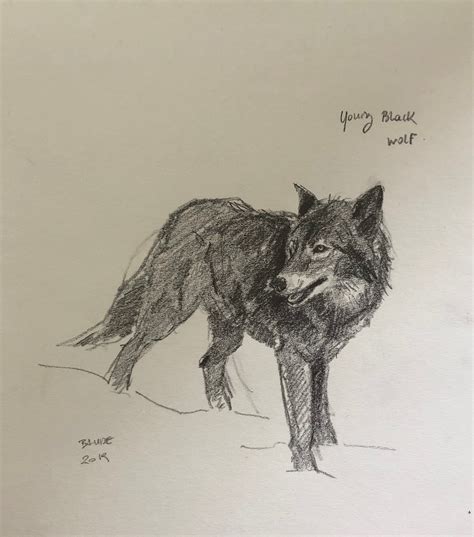 Original Pencil Drawing of a Young Black Wolf 8x10 - Etsy