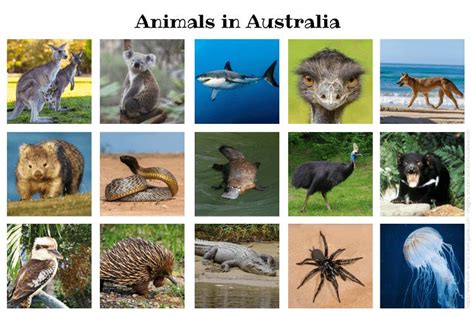 Discover the Fascinating Wildlife of Australian Animals