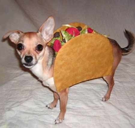 Chihuahua Funny Dogs Pictures - Pets Lovers