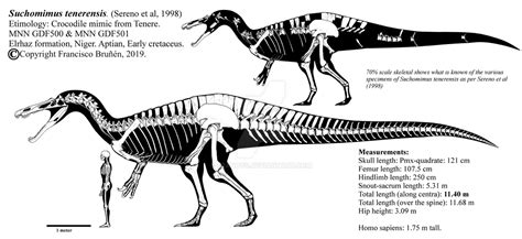 Suchomimus tenerensis skeletal reconstruction. by Franoys on DeviantArt