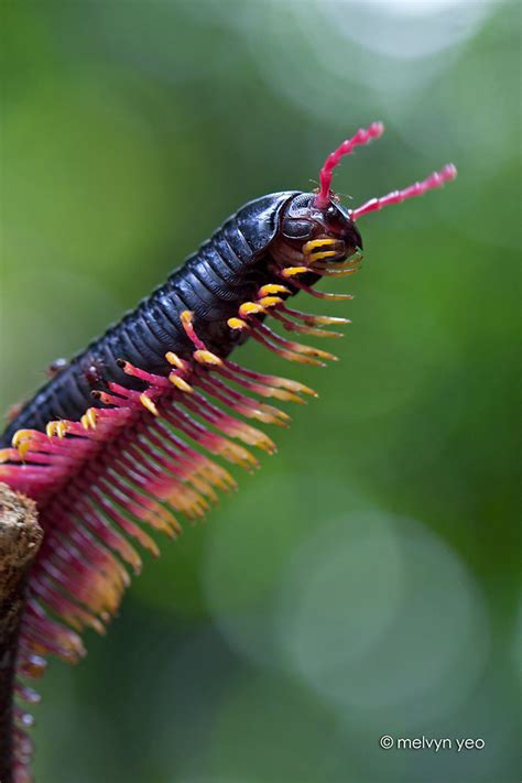 Flame Leg Millipede, Trigoniulus macropygus... - One Nice Bug Per Day