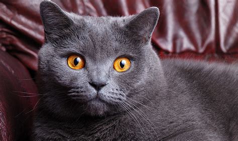 British Shorthair Cat - Breed Info