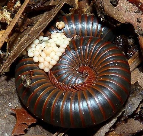 millipede with eggs - Narceus americanus-annularis-complex | Bugs and ...