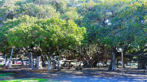 lahaina banyan tree history - Leeanne Guillen