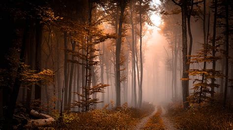 HD wallpaper: mist, fog, path, forest path, autumn, foggy, pathway ...