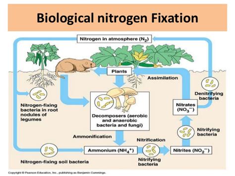 Nitrogen Fixation Diagram