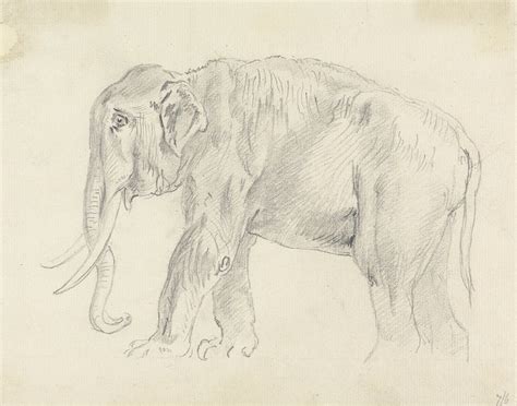 Study of an Elephant | Free Photo - rawpixel