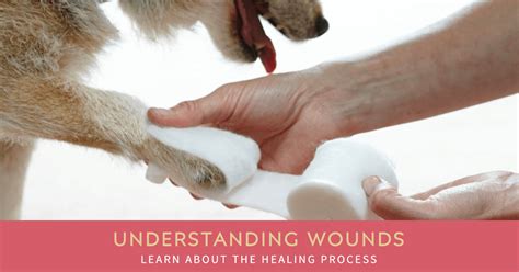 Effective Dog Wound Care: Essential Tips for Treating Open Wounds ...