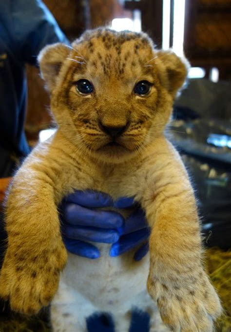 Trio of Furry Bellies: Three Transvaal Lion Cubs Born at Honolulu Zoo ...