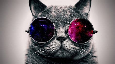 Cat with Glasses Wallpapers - Top Free Cat with Glasses Backgrounds ...