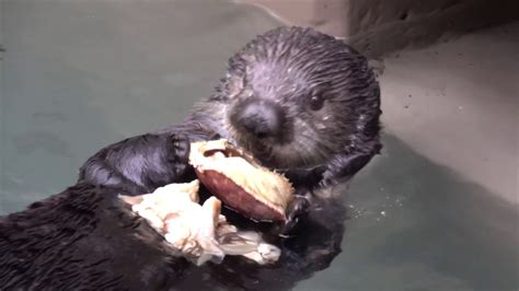 Cute Sea Otters Eating