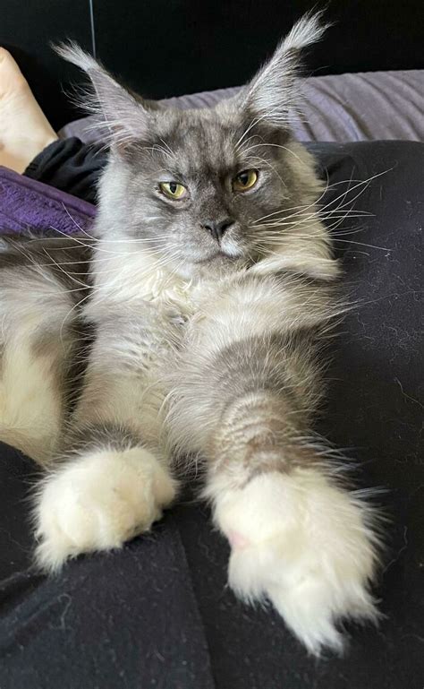 50 Ridiculously Stunning Maine Coon Cat Pics That You Just Have To See ...