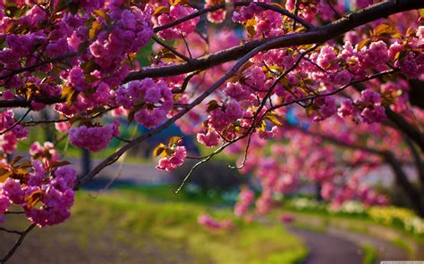 [98+] Spring Nature HD Wallpapers on WallpaperSafari