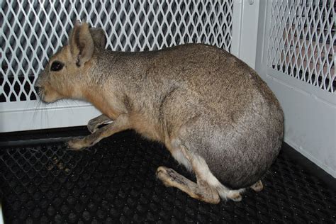 South American rodent found in west Las Vegas parking lot | Local Las ...