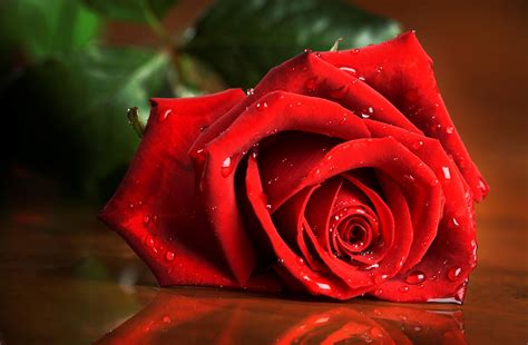 Wallpaper Hd Nature Flower Rose Love Download : Wallpapers13 ...