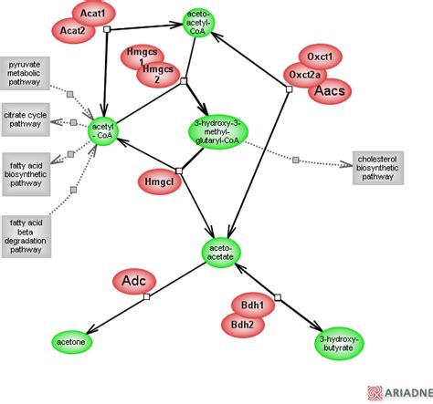 ketone bodies metabolic pathwayRat Genome Database