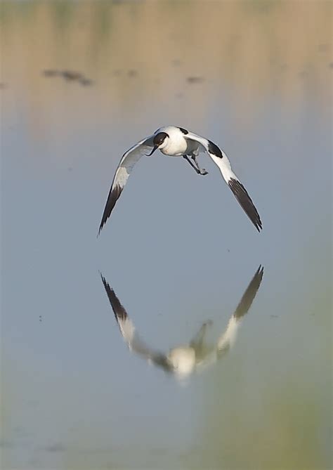 Avocet in Flight by NeilSchofield | ePHOTOzine