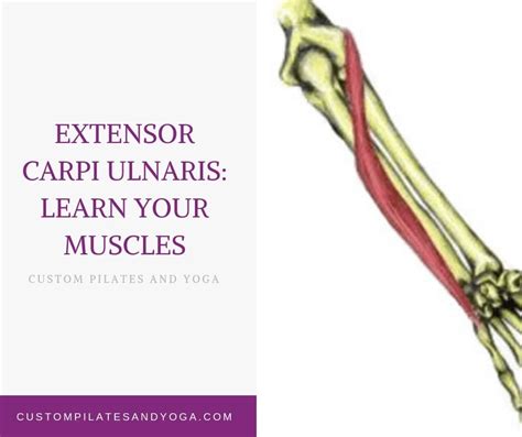 Extensor Carpi Ulnaris: Learn Your Muscles - Custom Pilates and Yoga