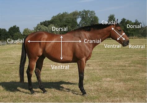 A guide to anatomical direction. | Download Scientific Diagram