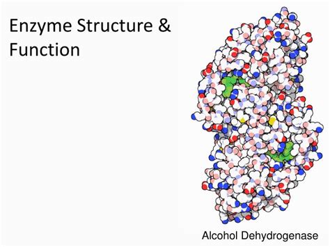 PPT - Enzyme Structure & Function PowerPoint Presentation, free ...