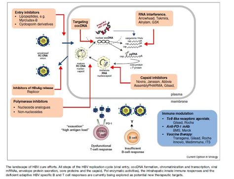 Persistent Risk for Hepatocellular carcinoma in patients on antiviral ...