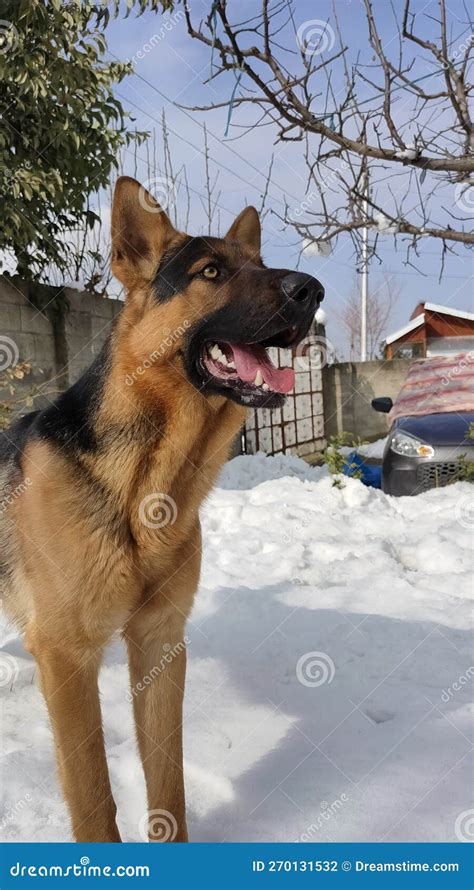 German Shepherd Dog in Snow Stock Photo - Image of snow, german: 270131532