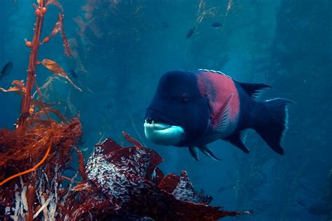 California sheephead, Bodianus pulcher – Biodiversity Atlas of LA