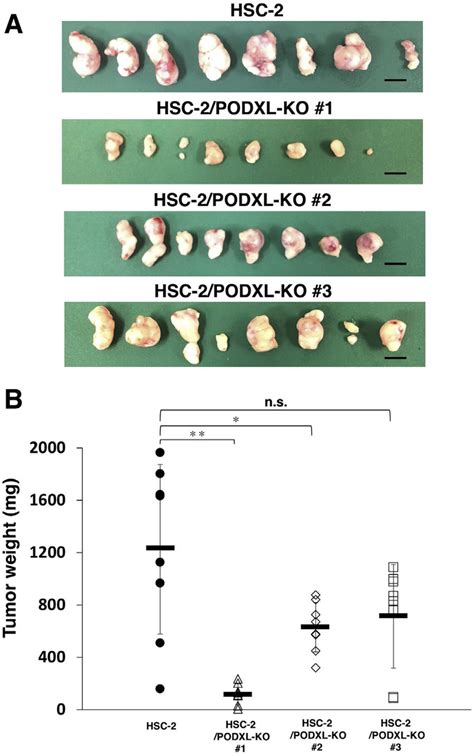 Comparison of the tumor size in the in vivo functional analysis of ...