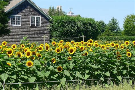 Sunflower Garden Ideas 2023