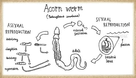 Acorn weevil life cycle - mobery