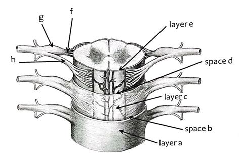 Nervous System - Spinal Cord Cross Section Diagram | Quizlet