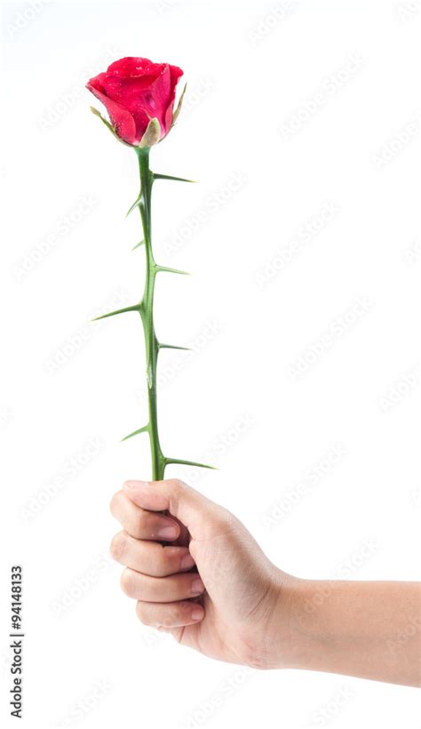 thorns rose thorns in hand isolated on white background Stock Photo ...