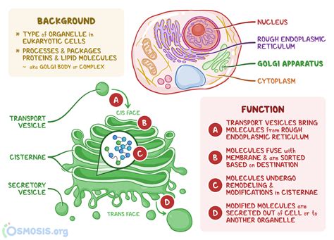 Structure And Function Of Golgi Apparatus | Porn Sex Picture