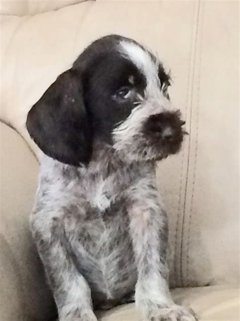 German Wirehaired Pointer Puppies For Sale | Parsons, KS #298722