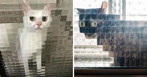 21 Funny Photos Of "Low-Resolution" Cats Behind Pixelated Glass Doors