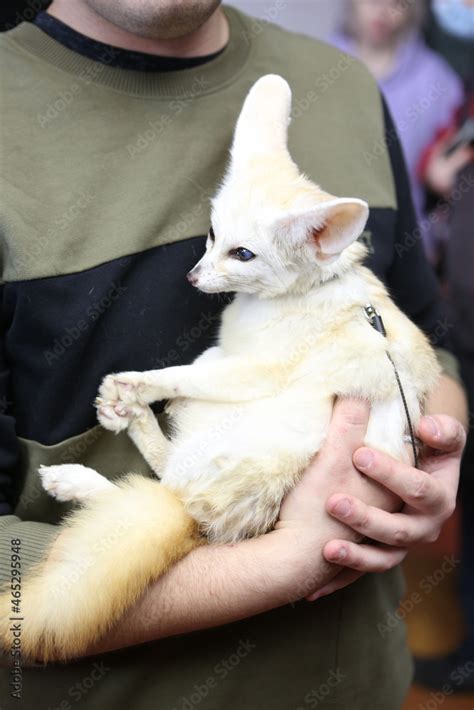 Fennec fox as pet. Wild animal at home. FoxFamilyFest (Fox Family Fest ...