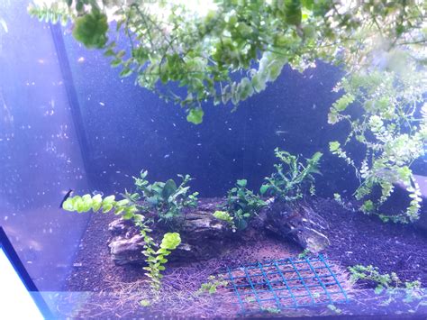 Seed shrimp | Aquarium Forum