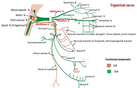 Trigeminal Nerve – Anatomy QA