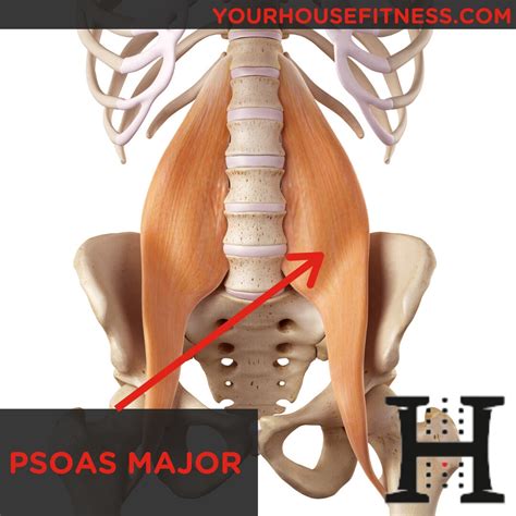 Muscle Breakdown: Psoas Major