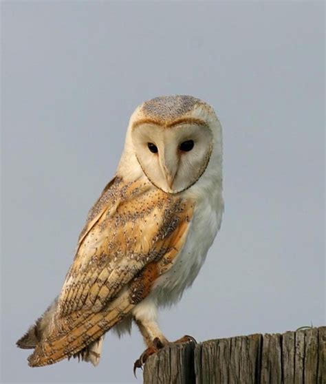 Barn Owl - BirdForum Opus