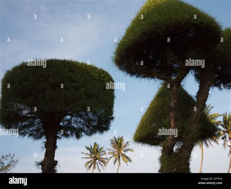 Cone shaped trees hi-res stock photography and images - Alamy