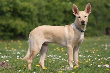 kelpie colors - Working Kelpie