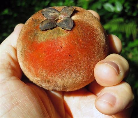 Mabolo Velvet Apple/Velvet Persimmon - General Fruit Growing - Growing ...